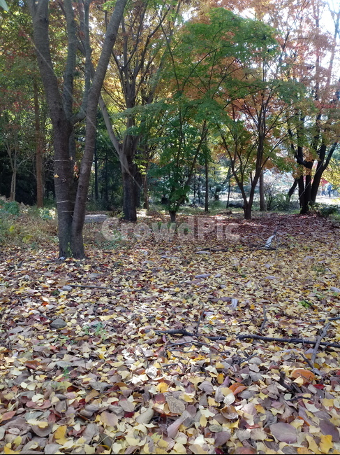 도로,길,등산로,산책로,road,가을,단풍,낙엽,계절,plant,나무줄기,가을,계절,fall,autumn,season,tree,나무,식물,ground,바닥,tree trunk,나무 줄기