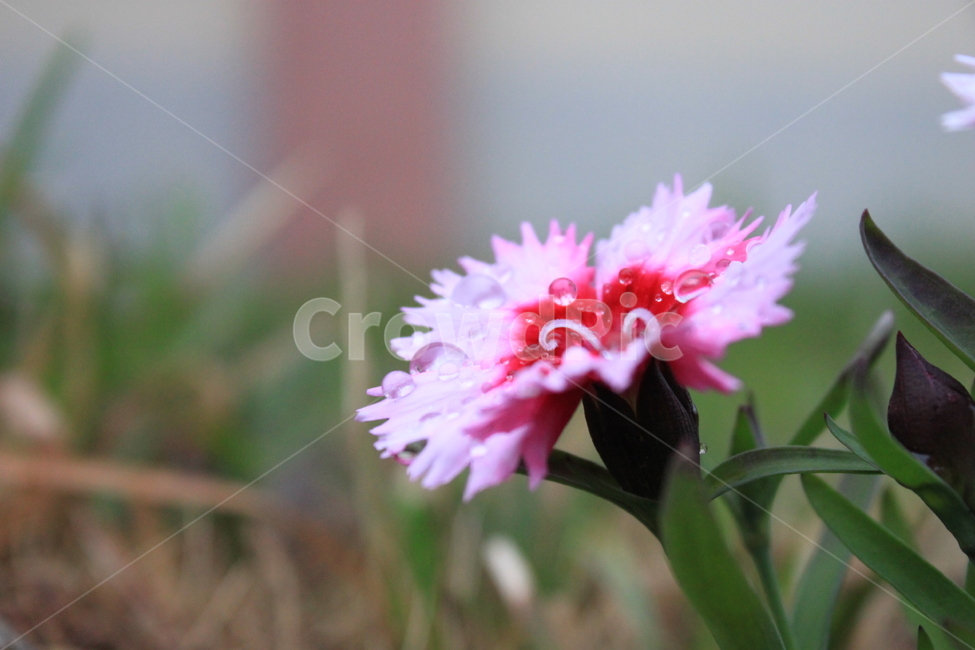 plant,식물,blossom,flower,꽃,식물,자연,plants,nature,꽃,flower
