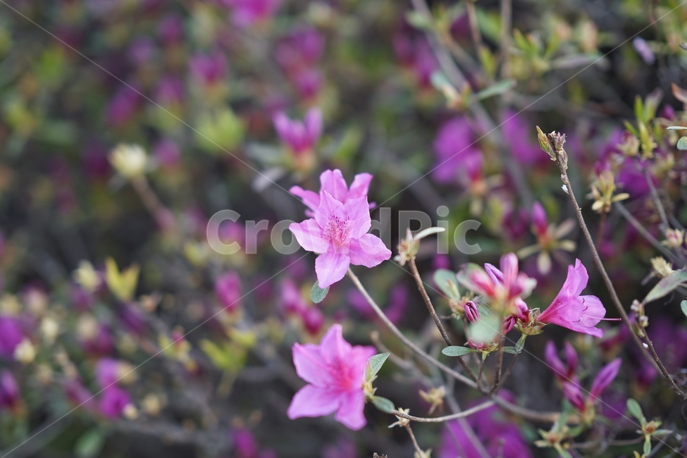 꽃,보케,아웃포커싱,봄,분홍,봄,계절,spring,season,식물,자연,plants,nature,꽃,flower,plant,geranium,제라늄,blossom