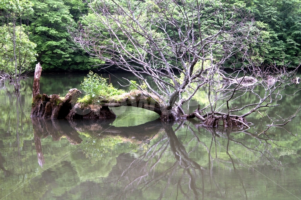 자연풍경,고목,반영,저수지,봄,식물,자연,plants,nature