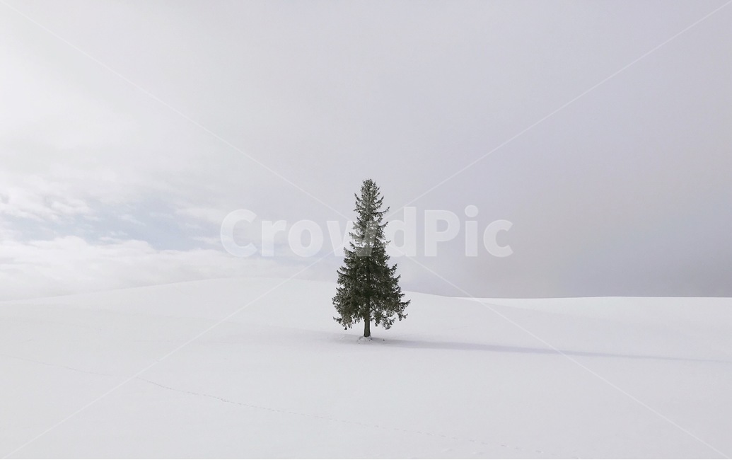 삿포로,크리스마스트리,겨울,비에이,눈,나무,sapporo,snow,tree,christmastree,biei,winter,nature,자연,일본,japan,배경,landscape,겨울,계절,winter,season,자연,풍경,nature,landscape,plant,식물,fir,전나무