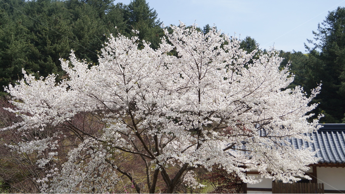 꽃,봄꽃,자연,풍경,벚꽃,봄,계절,spring,season,식물,자연,plants,nature,꽃,flower,plant,blossom