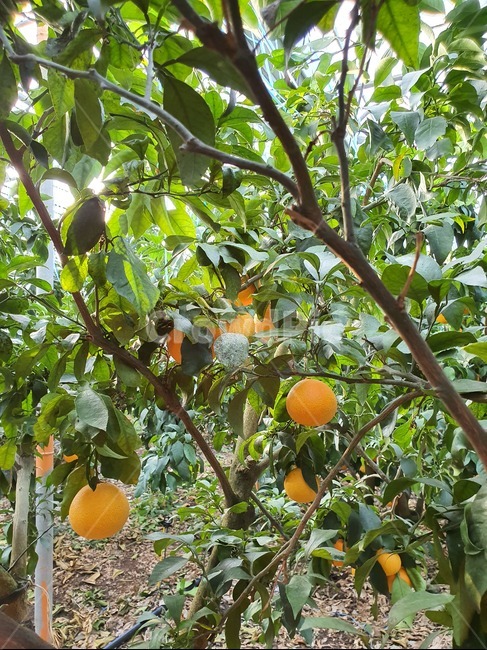 황금향,귤나무,나무,과일나무,과수원,식물원,식물,plant,food,음식,fruit,과일,citrusfruit,orange,green,나뭇가지,제주도