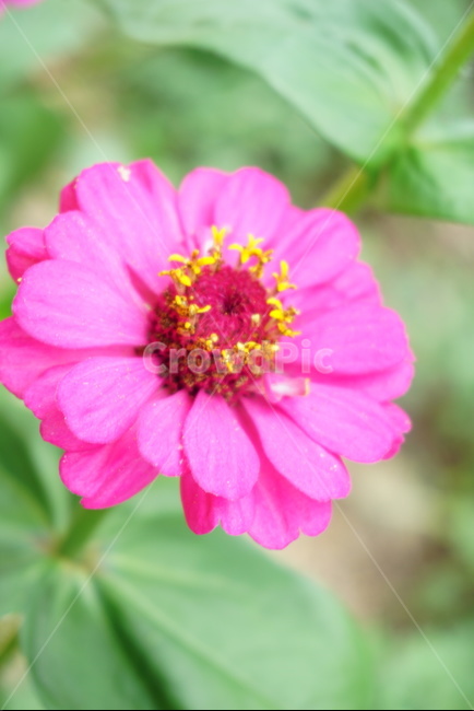 꽃,보라색,분홍색,꽃잎,flower,화초,개화,분홍꽃,bloom,blossom,풀잎,꽃받침,화단,식물,자연,plants,nature,꽃,flower