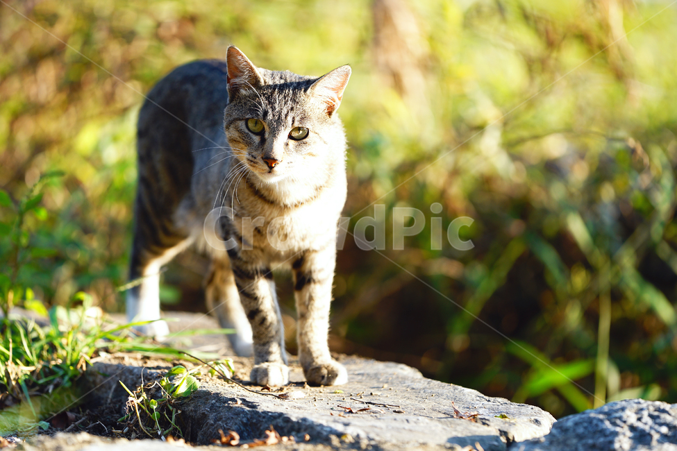 고양이,길냥이,헌터,사냥꾼,일광욕,탐색,경계,접근,마실,산책,길고양이,야옹이,냐옹이,유기묘,반려묘,애완동물,반려동물,야생동물,떠돌이,캣,펫,동물,animal,포유류,mammal,고양이,cat,kitten,kitty