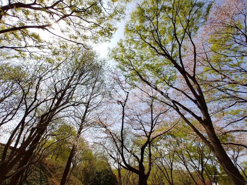 힐링,풍경,맑은공기,숲속나무,피톤치드,숲속