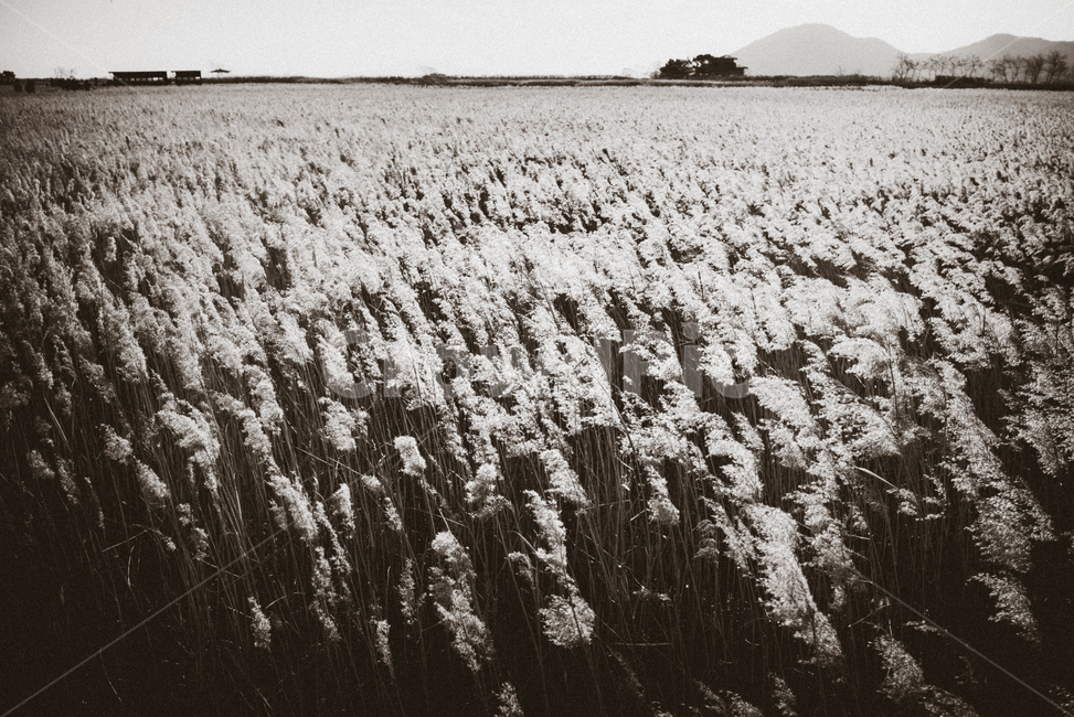 억새,억새풀,식물,plant,갈대,grain,잔디,reed,가을,계절,fall,autumn,season