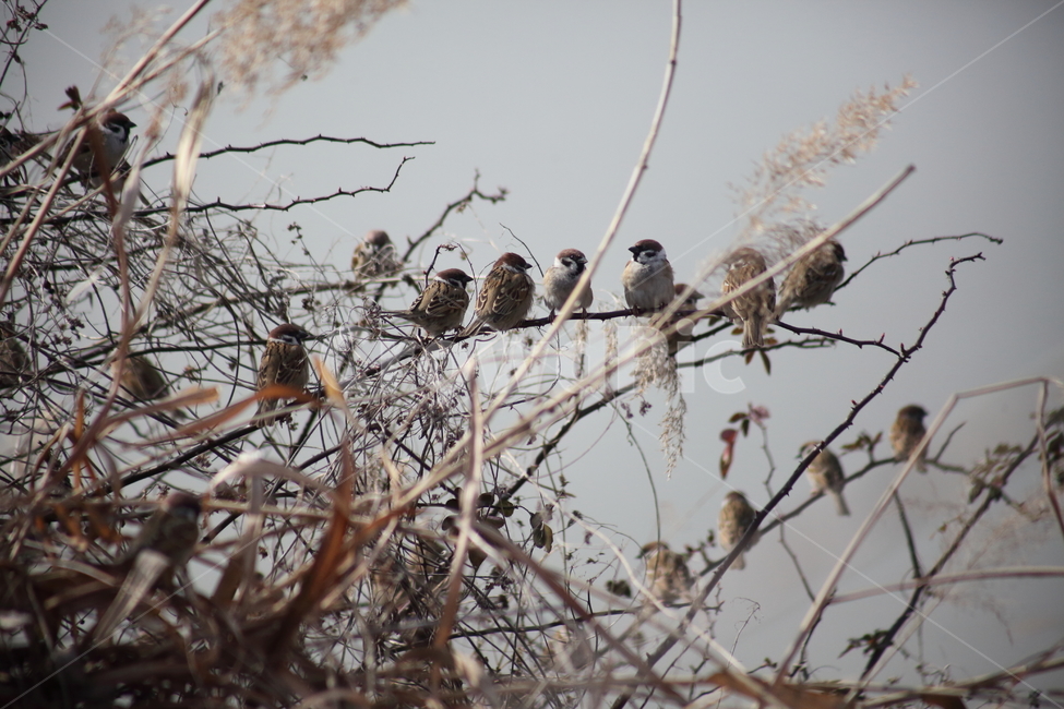 bird,새,동물,참새,sparrow,작은새,동물,animal,조류,새,birds