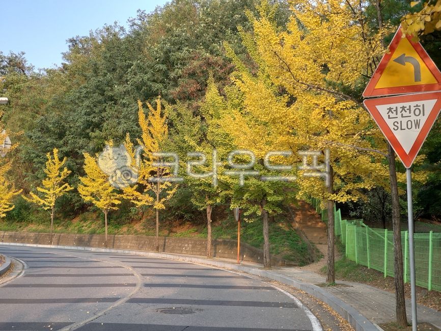 은행나무,은행,도로,굽은길,아스팔트,tree,road,좌회전,천천히,asphalt,가을