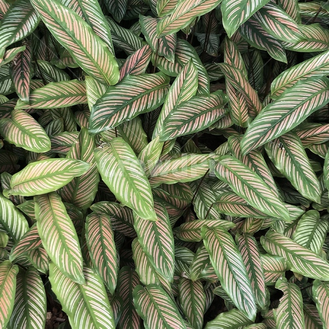 plant,식물,나무,tree,잎,나뭇잎,leaf,식물,자연,plants,nature