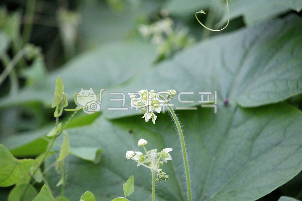 gourd,harmful plants,Ecosystem disturbance species,plant,flower