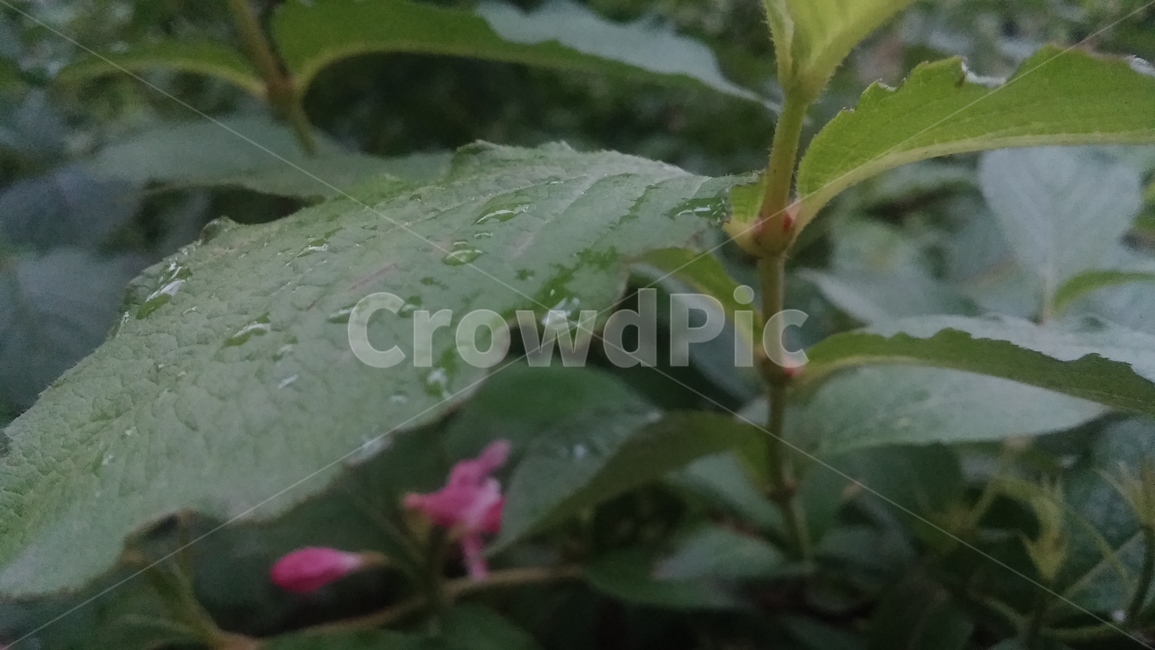 잎,leaf,식물,plant,빗방울,raindrop,초록색,분홍색꽃,꽃봉오리,green,나무,tree