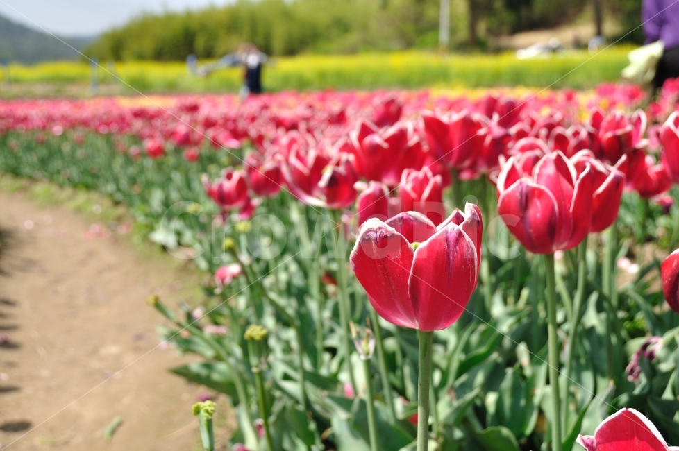 꽃,튤립,식물,자연,풍경,정물,tulip,봄,계절,spring,season,식물,자연,plants,nature,꽃,flower,plant