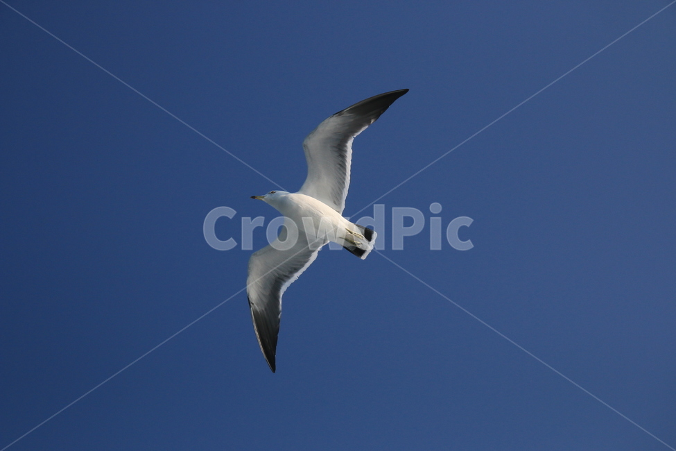 갈매기,새,바다,조류,날개,하늘,비행,동물,animal,조류,새,birds