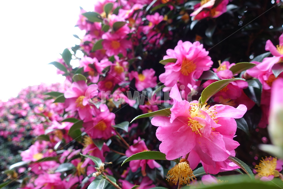 동백꽃,겨울꽃,꽃,식물,plant,flower,blosom,동백나무,자연,제주,식물,자연,plants,nature,꽃,flower