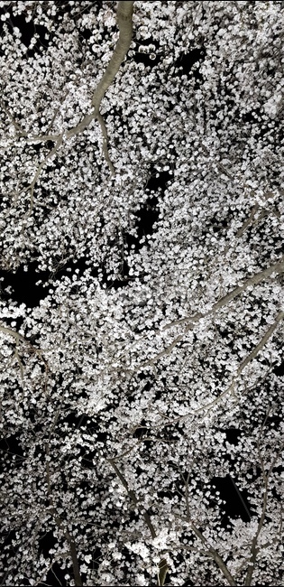 봄,밤하늘,벚꽃,꽃놀이,별빛같은꽃잎