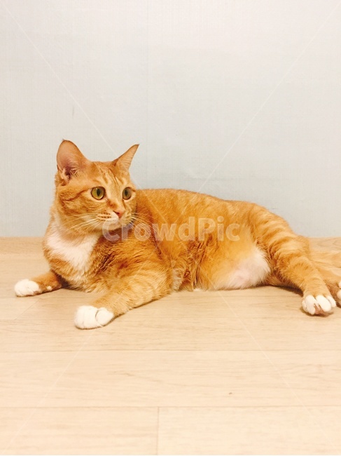 고양이,야옹이,cat,아기고양이,성묘,동물,animal,포유류,mammal,고양이,cat,kitten,kitty