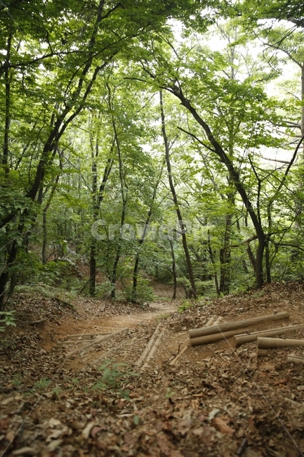 산,산길,나무,수풀림,수리산,자연,풍경,nature,landscape,ground,바닥,path,통로