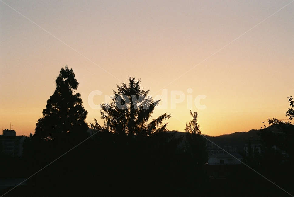 해질녘,노을,sunset,공주대학교,필름사진,filmphotography,역광,공주대,자연,풍경,nature,landscape,실루엣,그림자,silhouette,shadow,plant,식물,tree,나무,fir,전나무
