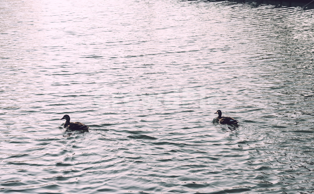 오리,강,호수,새,bird,water