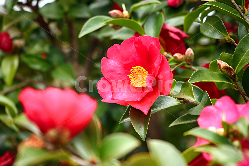 식물,geranium,제라늄,flower,blossom,꽃,plant,식물,자연,plants,nature,꽃,flower