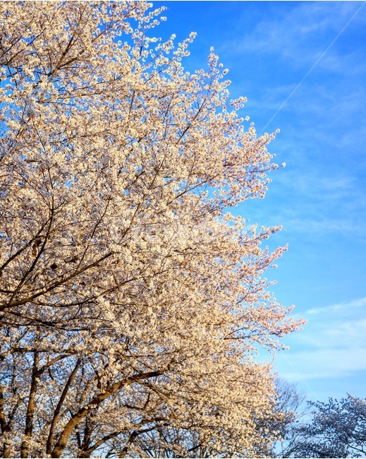 벚꽃,벚나무,꽃,봄,봄꽃,봄,계절,spring,season,식물,자연,plants,nature,꽃,flower,plant