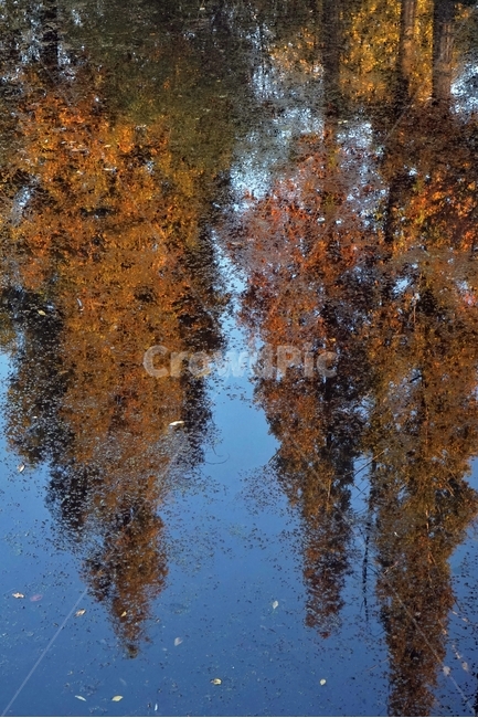 가을,늦가을,연못,반영,자연,autumn,landscape,pond,reflection,blue,water,plant,나무,가을,계절,fall,autumn,season,land,땅,nature,outdoors,옥외,물