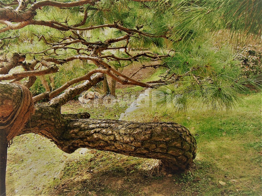 소나무,솔나무,나무,tree,솔잎,식물,자연,plants,nature,나무,trees,wood