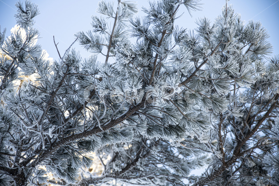 태백산,상고대,겨울,눈꽃,겨울풍경,풍경,산,겨울산,설산,nature,자연,snow,눈,겨울,계절,winter,season,자연,풍경,nature,landscape