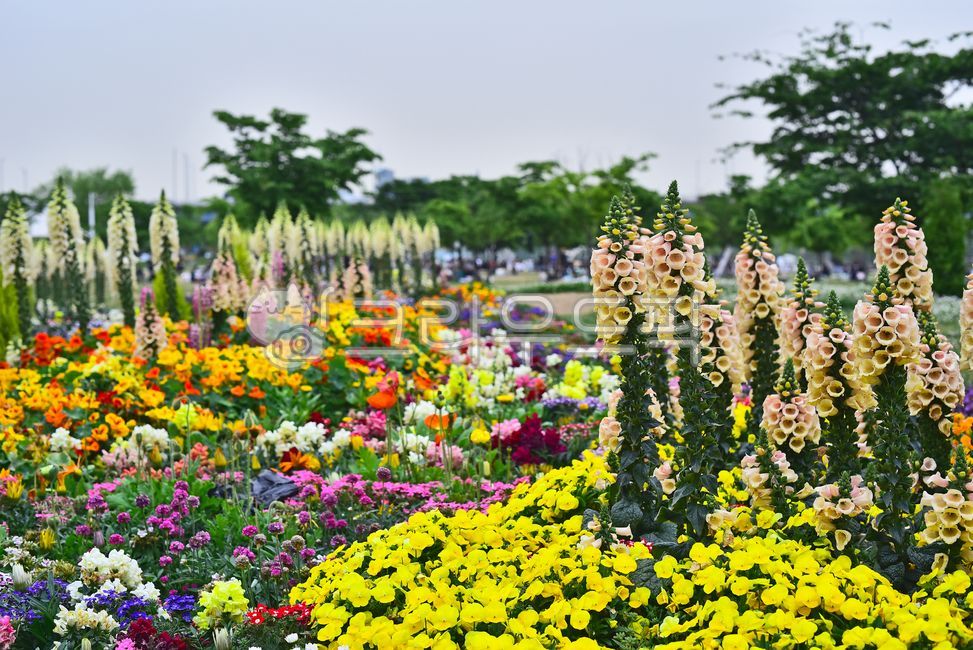 디기탈리스,약용식물,꽃,화단,정원,팬지꽃,가든,칼라풀,컬러풀,화려한,outdoors,옥외,식물,plant,blossom,flower,야외,나리꽃,백합류,라벤더,마가렛트,한련화,루핀,배경,바탕,백그라운드,colorful,빨강색,노랑색,오렌지색,보라색,청색,자주색,주황색,흰색꽃,연보라색,그린,초록,녹색,길,산책로,공원,나무,수목,원예식물,화초