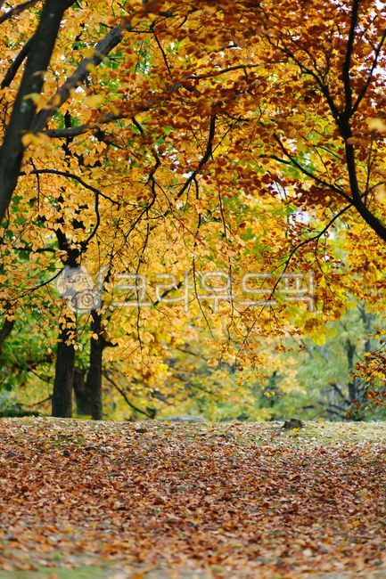 가을,단풍,가을풍경,단풍나무,가을공원