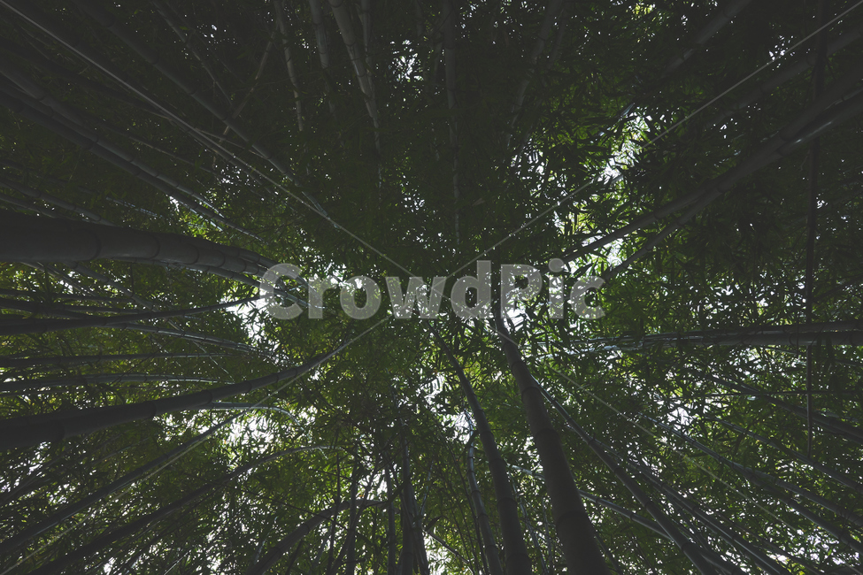 대나무,숲,숲속,나무,plant,식물,식물,자연,plants,nature,나무,trees,wood