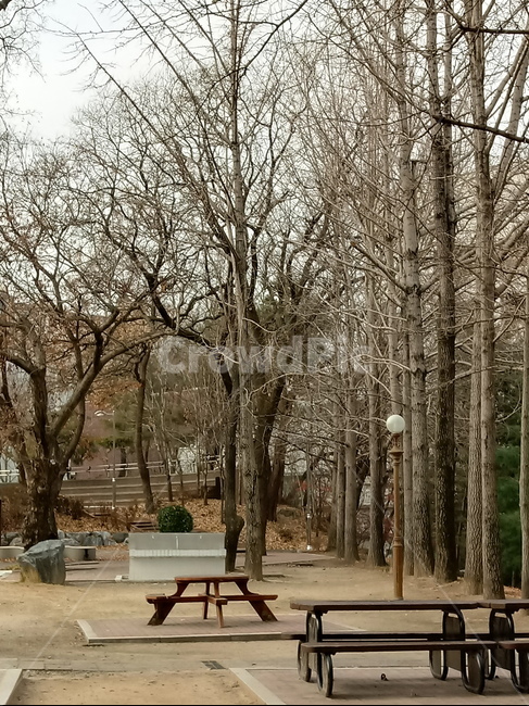 나무,식물,plant,tree,treetrunk,나무줄기,자연,큰나무,나무의자,공원,산책로,벤치,식물,자연,plants,nature,나무,trees,wood