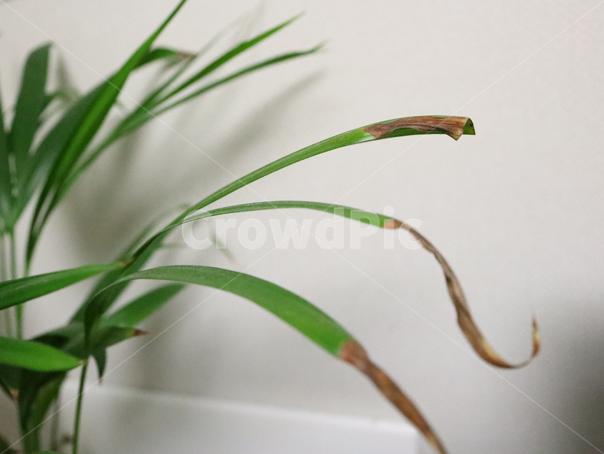 plant,식물,화초,초록,녹색,아레카아쟈,테이블야자,실내,자연,plants,nature,식물,자연,plants,nature