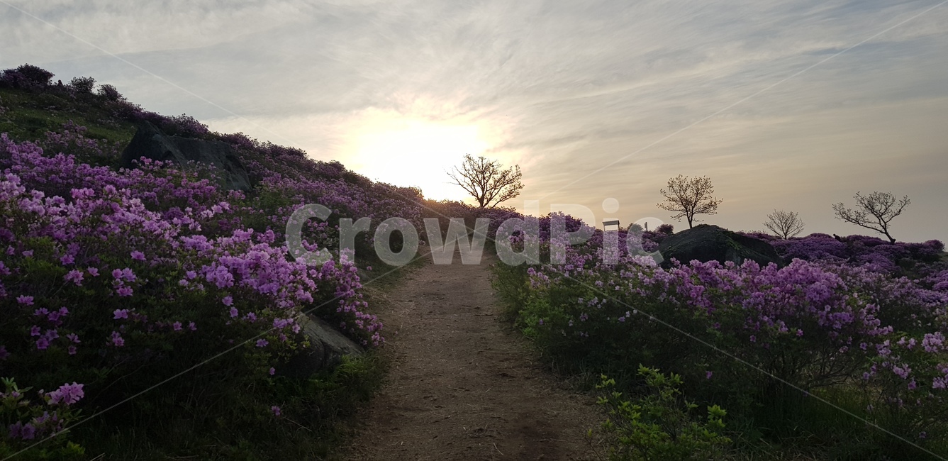 진달래,길,노을,해질녁,진달래밭,외로움,자연,풍경,자연풍경