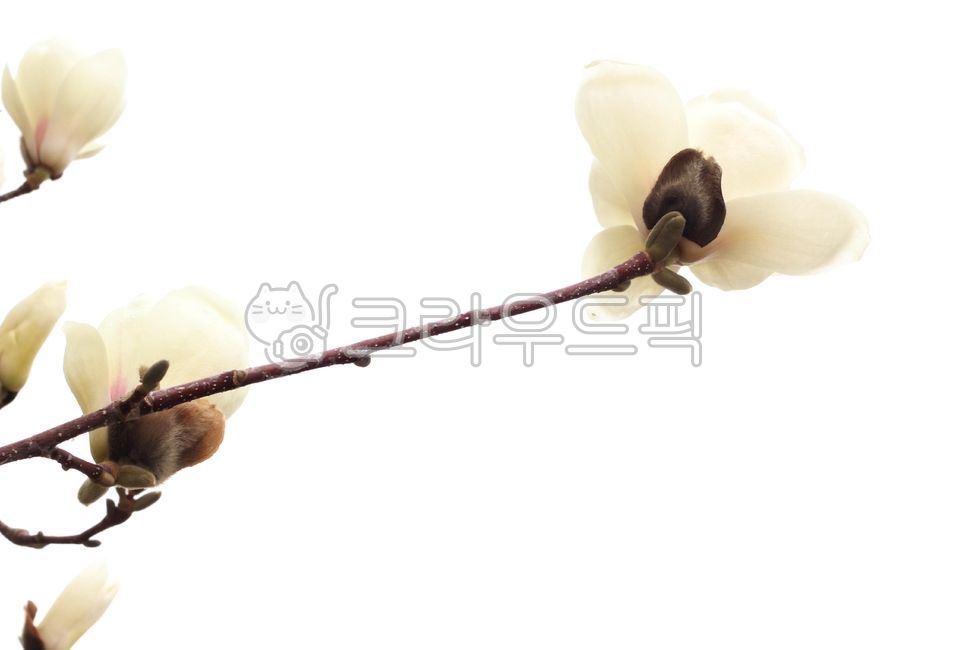 목련,꽃나무,흰꽃,magnolia,flower,bolssom