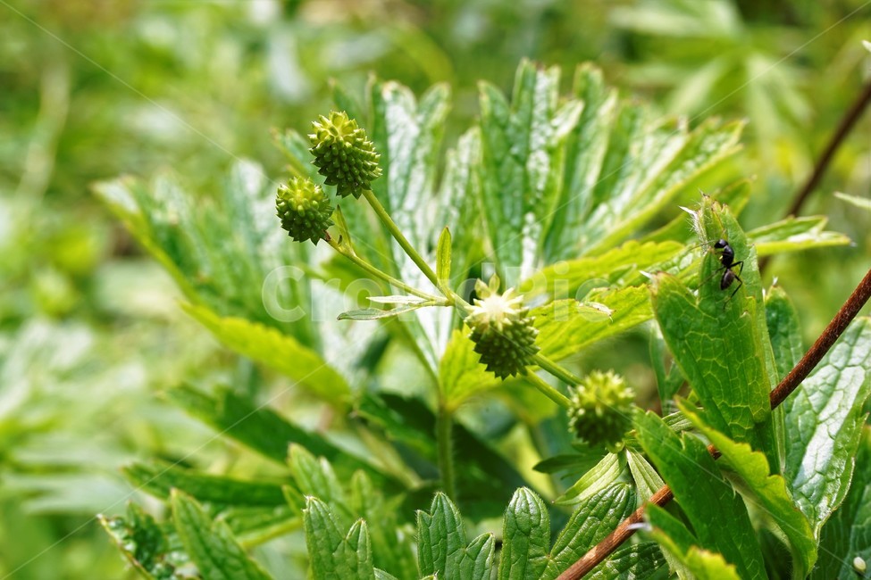 할미꽃,낙화,자연,식물,flower