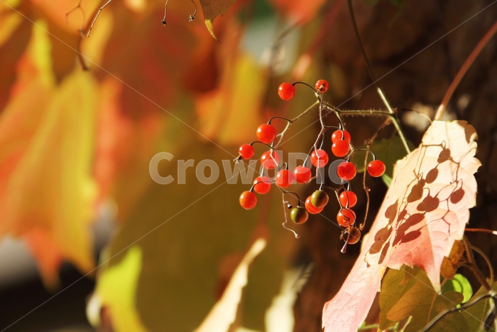 가을열매,가을사진,감성사진,빨간열매,식물,자연,가을,계절,fall,autumn,season,식물,자연,plants,nature,과일,열매,fruit,leaf,잎,plant