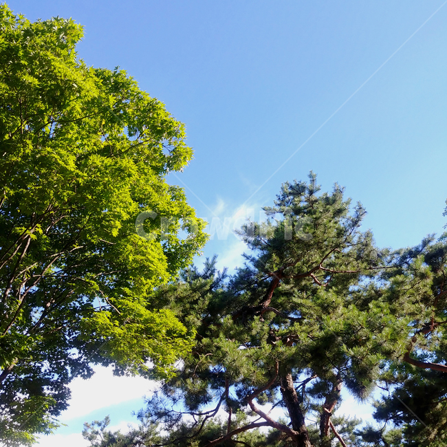 여름하늘,여름,푸르른,청량한,종묘,공원,sky,summer,자연,풍경,nature,landscape,tree,나무,plant,식물,tree trunk,나무 줄기