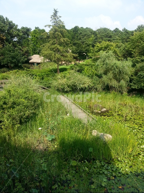 자연,산책,나무,풍경,배경,자연,풍경,nature,landscape,outdoors,옥외,vegetation,초목,bush,부시,plant,식물,potted plant,화분,jar,항아리,pottery,도기류