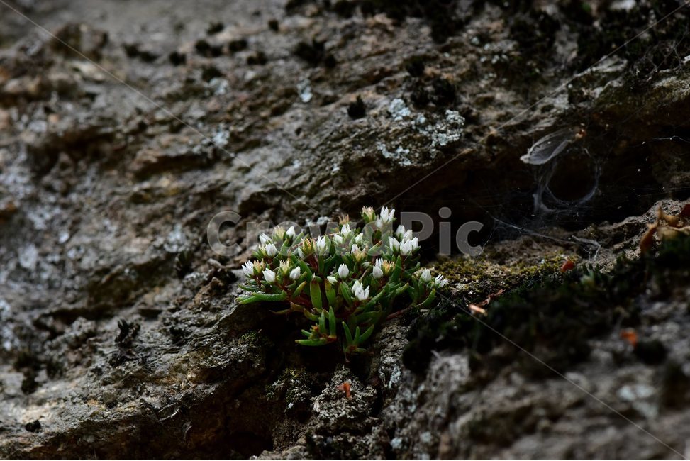 난쟁이바위솔,야생화,식물,자연,꽃,생태,힐링,플라워,wildflower,flower,plants,nature,season,감성,느낌,emotion,feeling,여름,난장이바위솔,돌나물과,나쟁이바위솔속,식물,자연,plants,nature