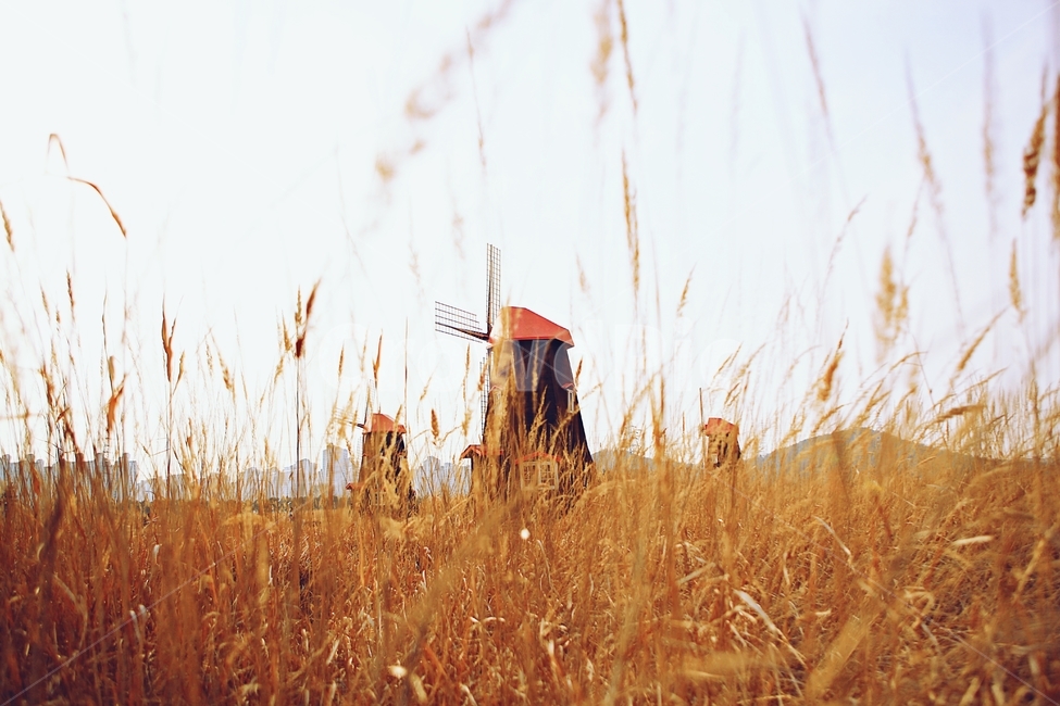 풍차,갈대,배경,자연,풍경,하늘,가을,계절,fall,autumn,season,자연,풍경,nature,landscape,건축물,건물외관,exterior,building,structure,architecture,construction,plant,식물,grass,잔디