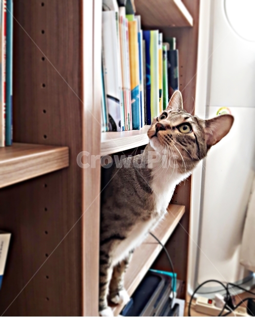 고양이,캣,냥이,길냥이,코숏,코리안숏헤어,책장,책,장난,꾸러기,궁금,cat,shelf,background,cute,light,bookshelf,little,white,beautiful,young,closeup,old,concept,one,fun,space,paper,hair,animal,text,copy,education,wooden,school,domestic,mammal,adorable,book,pet,fur,playful,fluffy,feline,kitten,curious,kitty,look,face,home,eyes,nature,동물,animal,포유류,mammal,고양이,cat,kitten,kitty
