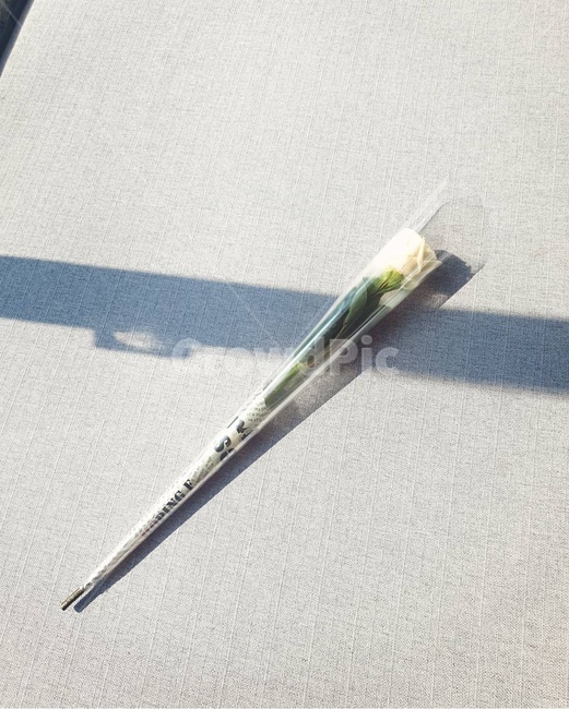 꽃,생화,flower,백장미,장미