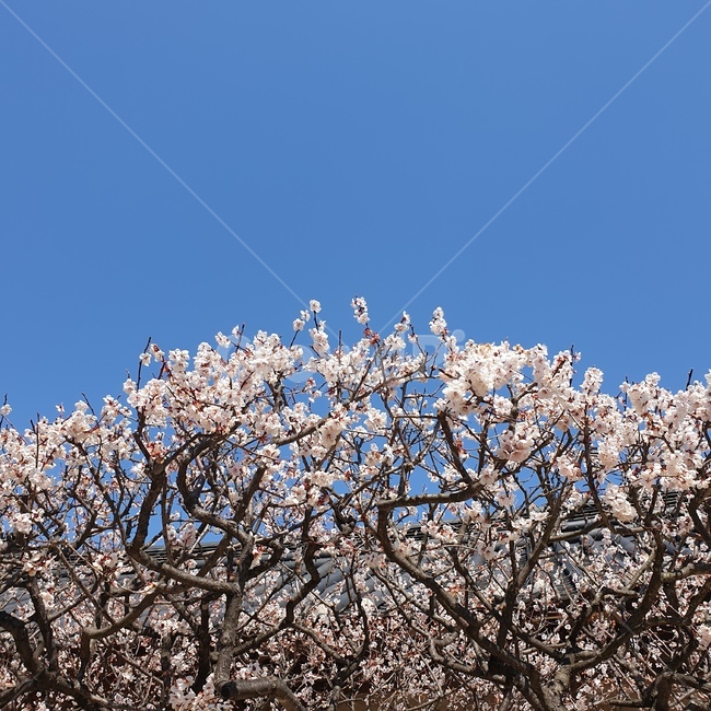 하늘,풍경,꽃,매화,벚꽃,봄,spring,소풍,나들이,청량,신선,봄,계절,spring,season,plant,식물,flower,blossom,cherry blossom
