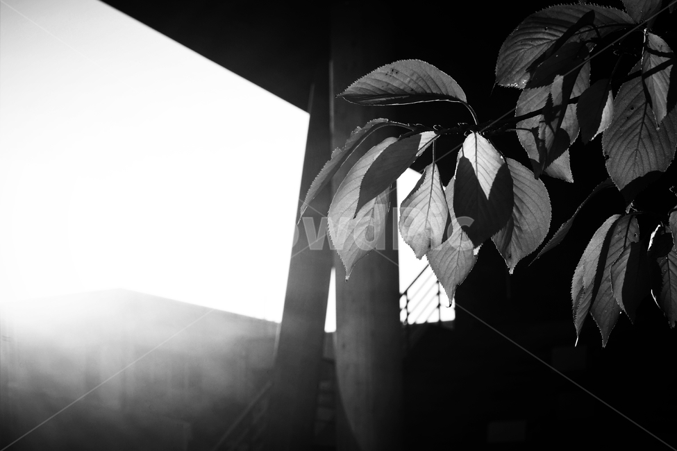 흑백,가을,외로움,나뭇잎,그림자,autumn,fall,leaf,backlight,역광,monotone,bw,loneliness,solitary,모노톤,흑백사진,식물,자연,plants,nature,흑백,모노톤,monochrome,black and white