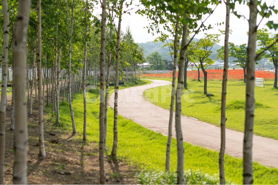 산책로,자작나무,숲길,공원,나무,birch,자연,풍경,nature,landscape,식물,plants,나무,trees,wood,tree,plant