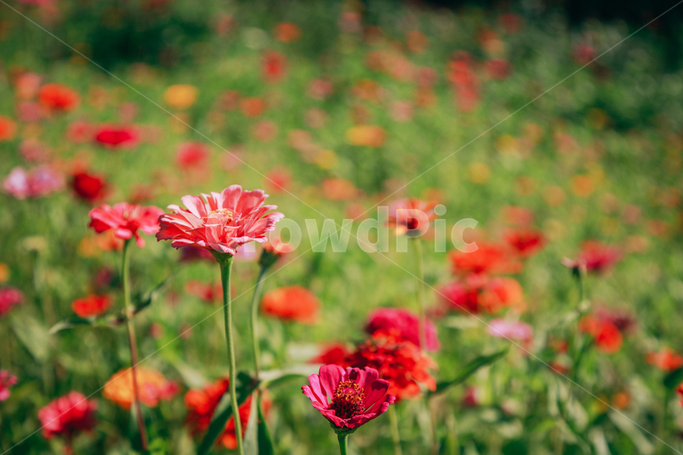 자연,식물,꽃,백일홍,초록,flower,식물,자연,plants,nature,꽃,flower
