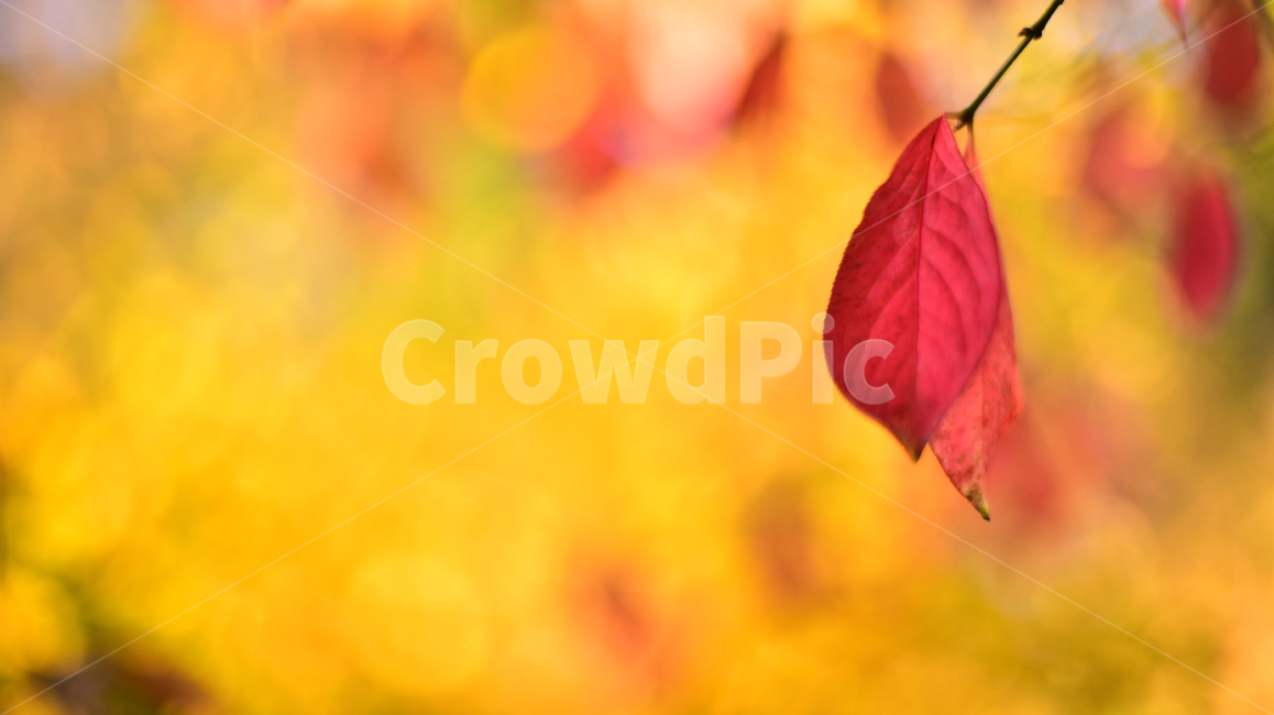 flare,backlight,autumn lyricism,leaves,fall,autumn mood,season,bokeh of light,sensible,autumn background,emotional,feeling,leaf,Emotional photo,outdoor,Autumn feeling,sunlight,Autumn sensibility,outdoors,background,plant,bokeh,autumn,colorful,Emotional la