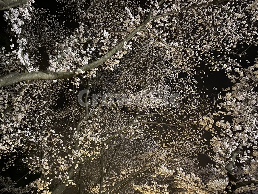 벚꽃야경,밤벚꽃,벚꽃,벚꽃하늘,cherryblosom,nature,tree,자연,벚꽃만개,벚꽃축제,하늘,sky,night